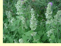 Котовник мятный, или кошачья мята (Nepeta cataria L.) Котовник мятный, или кошачья мята (Nepeta cataria L.)